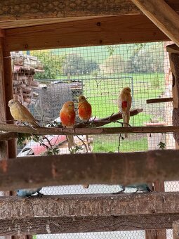 Papoušek zpěvavý - 3