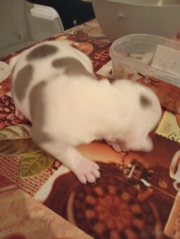 Americký stafordšírský teriér - 3