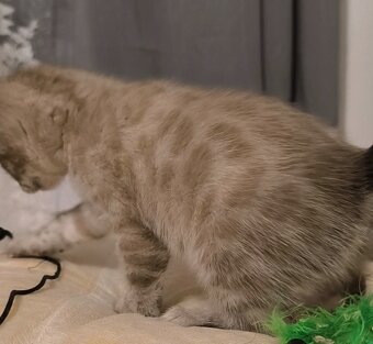 Bengálská kočka s Pp - 3