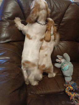 Anglický kokršpaněl barevný kluci - 3