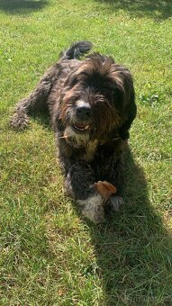 Prodám štěňata kříženců - 3