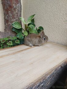 Zakrslý králík - 3