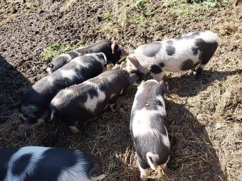 Kune kune - 3
