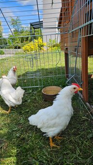 Kohouti Leghorn - Plzeň sever - 3
