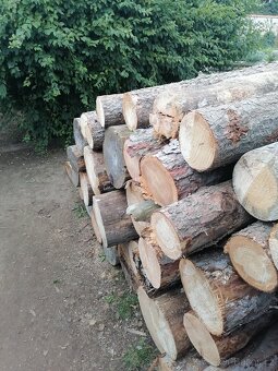 Palivové dřevo měkké - 3