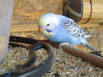 Andulky, mláďata na ochočení i do chovu - 3