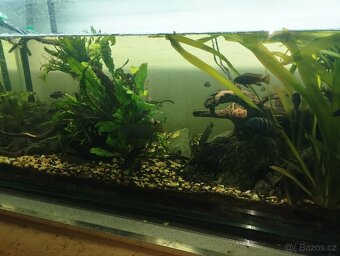 Akvárium - 3