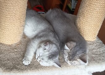 Britské shaded s PP - 3