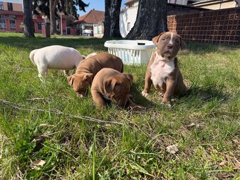 American bully Xl - 3