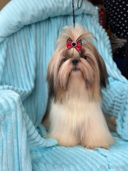 Shih Tzu pes s PP FCI 9 měsíců - 3
