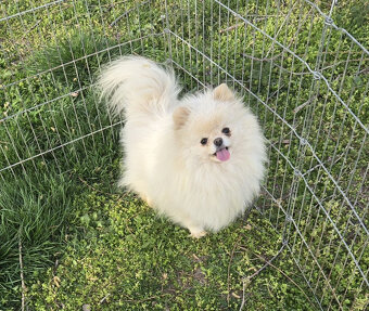 Pomeranian holka - 3