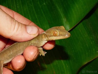 Gekon páskovaný (Gekko vittatus) - 3