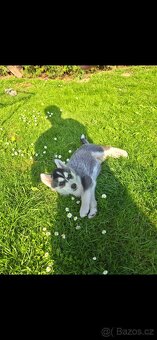 Sibiřský husky (bez PP) - 3