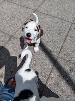 ❤️❤️Jack russel teriér❤️❤️ - 3