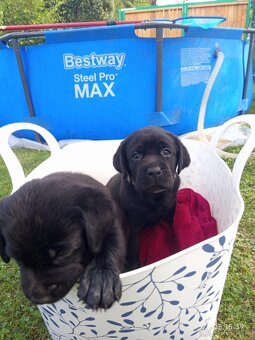 Štěňata labradora - 3