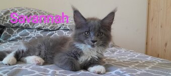 Mainská mývalí kočka s PP - 3