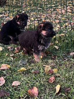 Německý ovčák - štěňata - 3