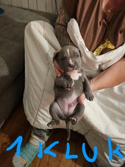 Štěňátka Pitbulla prodám - 3