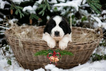 Moskevský strážní pes - štěňata s PP - 3