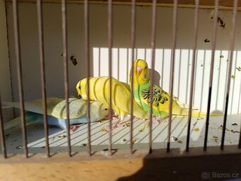 Andulka vlnkovaná - 3