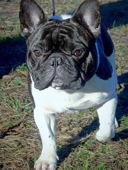 Francouzský buldoček s PP ke krytí - 3