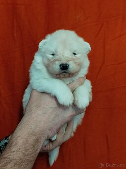 Štěňátka samojeda s PP - 3