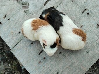 Daruji Dve morčata - 3