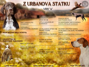 Anglický pointer - 3