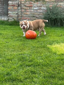 American bully kryti - 3