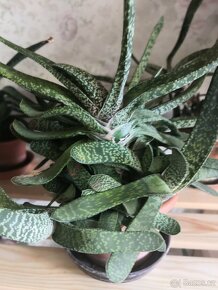 Nabízím gasterie, aloe, agave, chamaedora. - 3