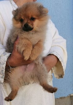 POMERANIAN - 3