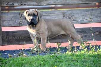 Cane Corso štěňata s FCI PP - 3