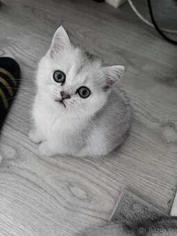 Britská koťatka chinchilla - 3