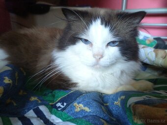 Ragdoll - 3