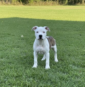 štěňátka Amerického stafordšírského teriéra s PP - 3