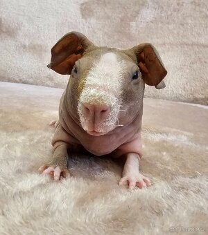 Skinny morče sameček s PP - 3