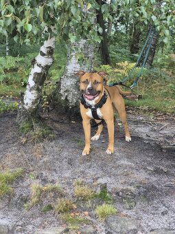 Americký stafordšírský teriér ke krytí - 3