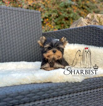 Jorkšírsky teriér s PP FCI, fenečka - 3