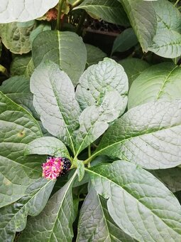 Semena  rostliny Líčidla - 3