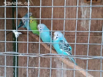 Andulky rok 2025 - okroužkované - 3