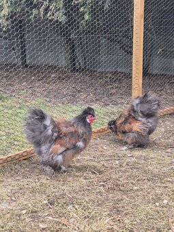 Hedvábnička - kohouti - 3