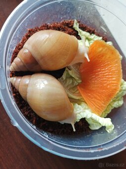 Lissachatina fulica full albino  - africký šnek - 3