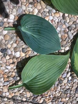 nápaditá Hosta-bohyška-5+1 druhů - 3