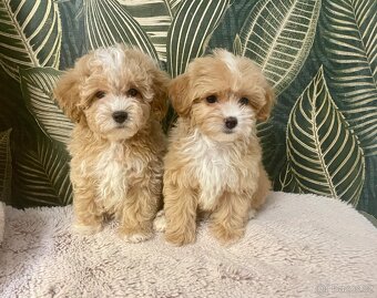 Maltipoo štěňátka - 3