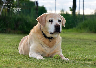 Darujeme labradorského retrívra - 3