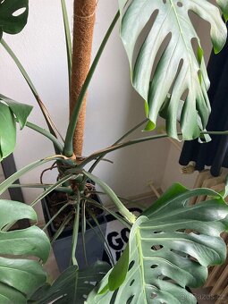 Monstera deliciosa dospělá - 3