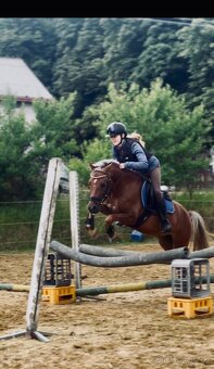 Pony valach 5let - 3