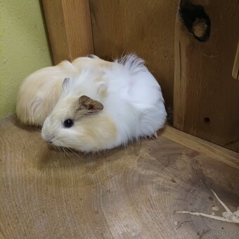 Morčata, morče- samečci - 3