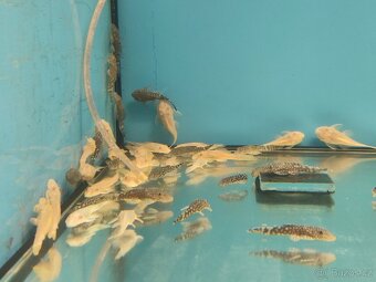 Akvarijní ryby neonka ancistrus sumecek - 3