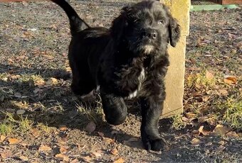 Landseer (Novofundland) x Ruský černý teriér - 3